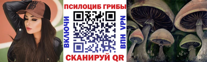 Купить  Константиновск  Псилоцибиновые грибы Psilocybe 